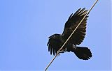 Fish Crow